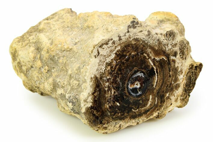 Polished Fossil Stromatolite Colony on Petrified Wood - Utah #351213